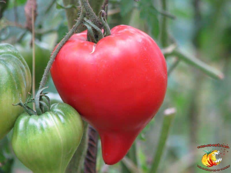 La tomate Téton de Vénus présente une forme de cœur assez originale. © <a href="http://www.tomodori.com/" target="_blank">Tomodori</a>
