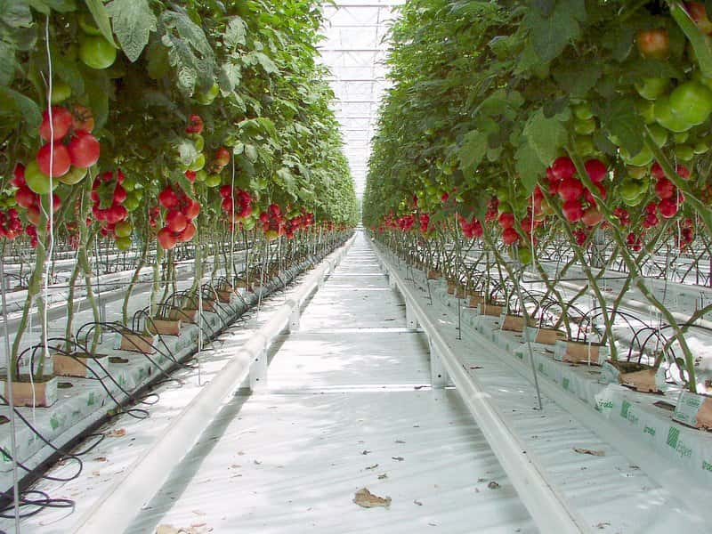 Culture de tomates hors-sol ou hydroponique. En production industrielle, les plants sont alimentés au goutte-à-goutte avec une solution adaptée. © Carlos Yo, CC by-sa 3.0