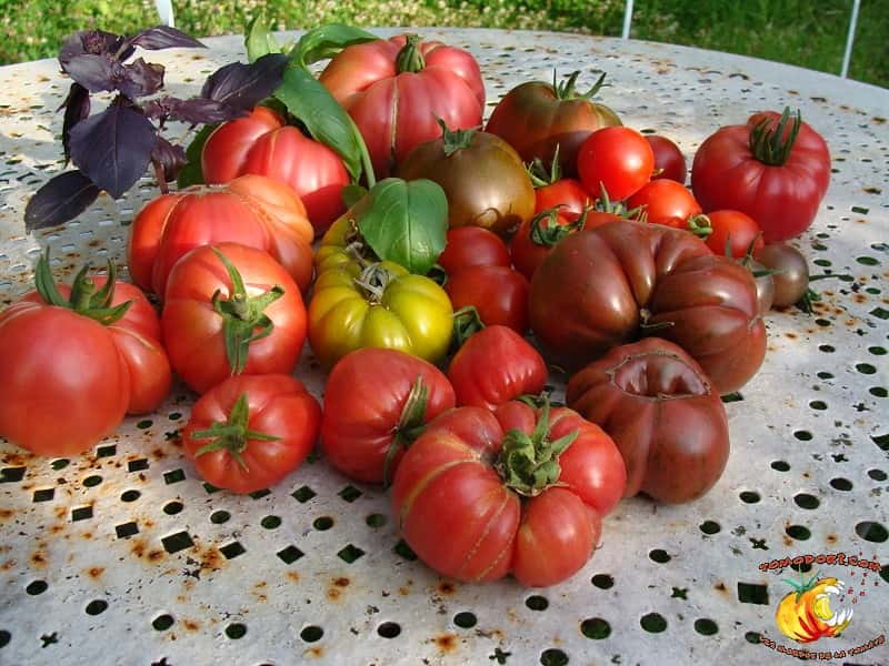Assortiment de tomates. C’est un ingrédient central dans de nombreux pays occidentaux, avec une consommation jusqu’à 72 kg par habitant et par an en Grèce. © <a href="http://www.tomodori.com/" target="_blank">Tomodori</a>