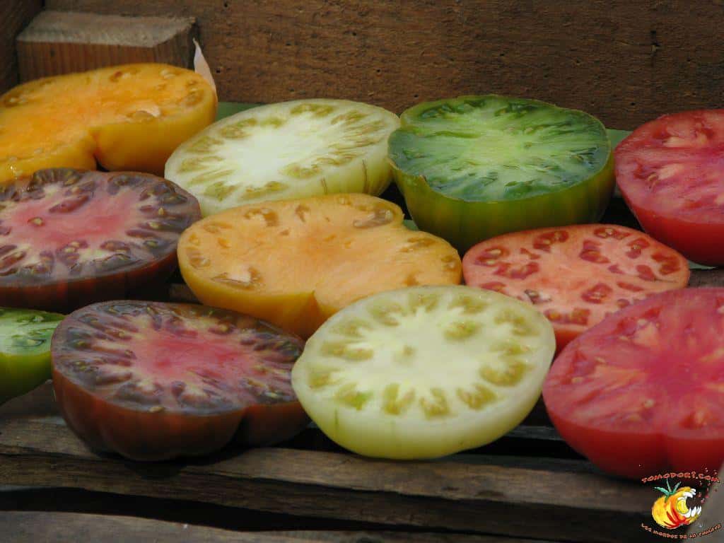 Tomates en coupe. Parmi leurs vertus, elles réduisent les risques de contracter certains cancers. ©<a href="http://tomodori.com/" target="_blank">Tomodori</a>