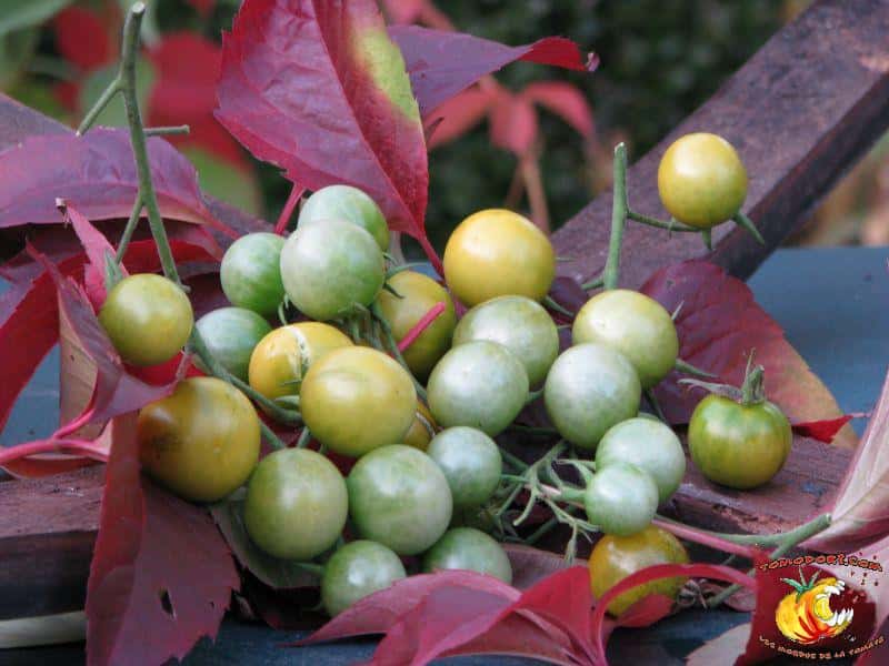 Tomates Raisin vert. Lorsqu’elles sont mûres, leur couleur dominante passe du vert au jaune. © <a href="http://www.tomodori.com/" target="_blank">Tomodori</a>