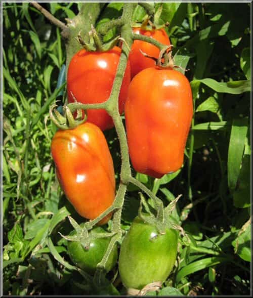 Un plant de tomate « Dix doigts de Naples ». © <a href="http://www.tomodori.com/" target="_blank">Tomodori</a>