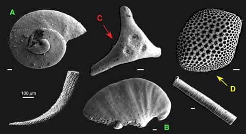 Exemples de <em>Small Shelly Fossils</em> du Cambrien inférieur de Chine : en A, une plaque de protection du lobopode Microdictyon, en B, un élément squelettique de chancelloridé. © Photographies tirées de Li, G.-X &amp; Zhu, M.-Y (2001) et Zhu, M.-Y <em>et al.</em> (2001)