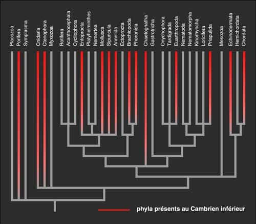 En rouge, phylums déjà représentés au Cambrien inférieur. Diagramme réalisé d'après des données moléculaires. © DR