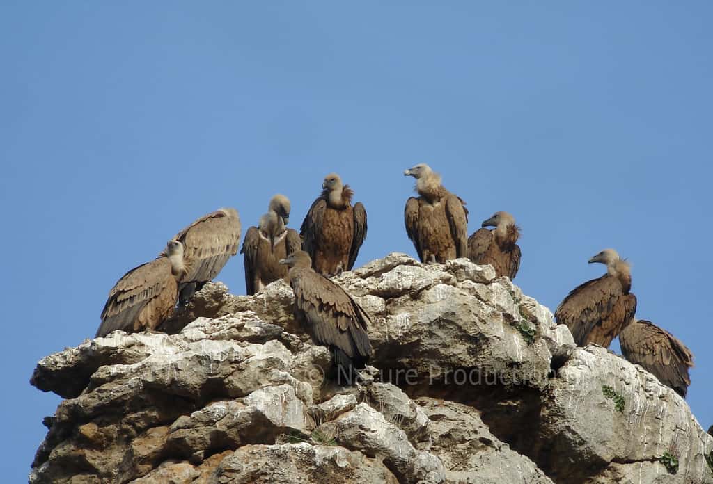 C'est à partir de trois ans que les jeunes vautours sont relâchés pour fixer des colonies dans le Verdon. © C. Aussaguel, DR