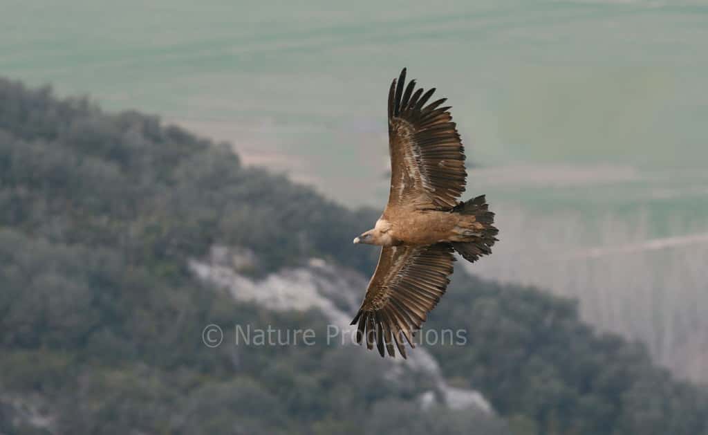 Jusqu'à 2,8 m d'envergure, le vautour fauve est un roi de la glisse aérienne. © C. Aussaguel, DR