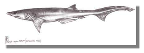  Un hexanchiforme, les premiers requins modernes à apparaître dans le registre fossile &copy; Dessin Alain Beneteau