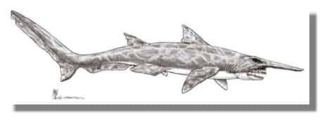 <em>Scapanorhynchus</em>, un requin lutin du Crétacé. &copy; Dessin Alain Beneteau 