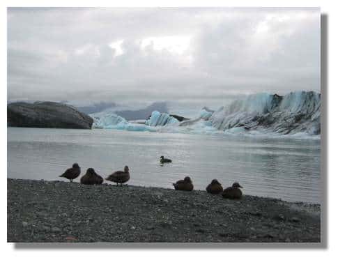 Iceberg - Copyright Islande - Copyright Photo Daniel Brindeau