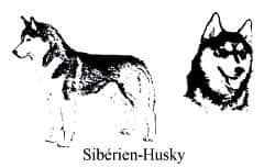 Comment reconnaître un Sibérien Husky - Copyright photo François Beiger (tous droits de reproduction interdit) 