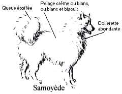 Comment reconnaître un samoyède - Copyright photo François Beiger (tous droits de reproduction interdit) 