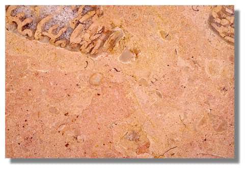  Echantillon de marbre de Damparis : calcaire graveleux à mollusques, beige rosé, Jurassique supérieur(«Séquanien »). Musée d'Archéologie, Lons-le-Saunier - Photo : Inv. Y. Sancey - &copy; Inventaire général, ADAGP, 1997 