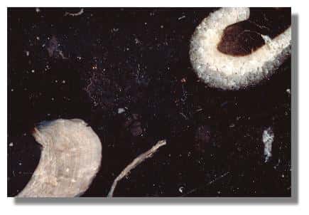 Echantillon de marbre de Miéry : calcaire à gryphées, noir/blanc, Lias (Sinémurien). Musée d'Archéologie, Lons-le-Saunier- Photo : Inv. Y. Sancey (c) Inventaire général, ADAGP, 1997 