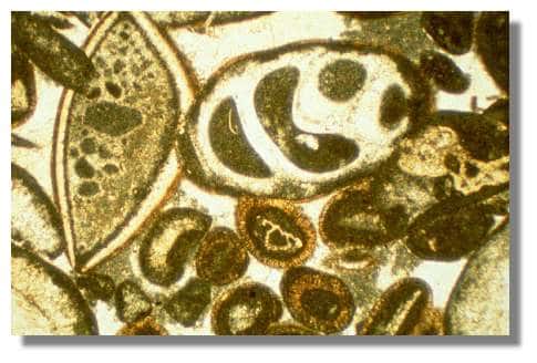 Lame mince de calcaire oolithique d'Audelange vue au microscope : oolithes et bioclastes - <br />Photo : M. Rossy - &copy;  Inventaire général, ADAGP, 2001/Université de Franche-Comté, Laboratoire de Géosciences<br />