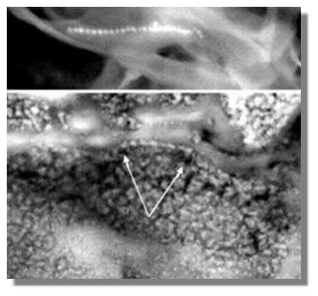 La météorite martienne ALH84001 recèle-t-elle des indices d'activité biologique ? (cristaux de magnétite, en haut dans un organisme terrestre, en bas dans ALH84001). Peu de scientifiques le croient. Crédits : NASA 