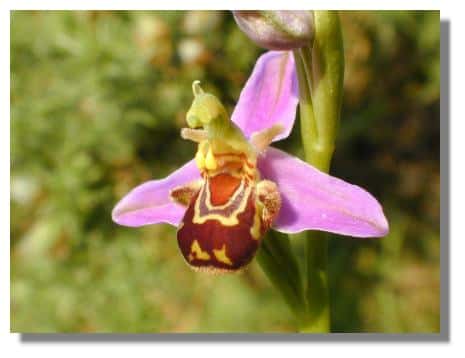 Ophrys apifera autofécondation - &copy; Photo : Yannick Cherel 