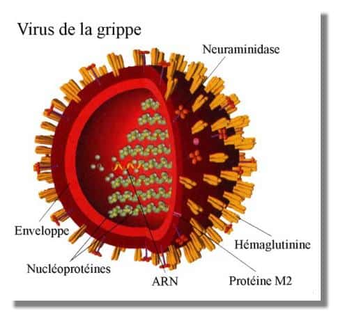 Schéma d'une particule du virus de la grippe. © DR 