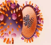 Le virus de la grippe. © expasy.org