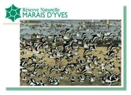 Envol d'huitriers-pie - Copyright &copy;2003 Réserve Naturelle du Marais d'Yves - &copy; Photo : Vincent Delecour