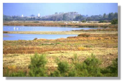 Vue de la lagune de la réserve du marais d'Yves (Charente-Maritime). Photo : R.N. des marais d'Yves