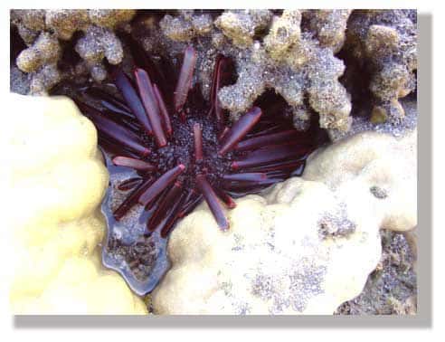Oursin crayon calé dans des coraux. © Photo : Philippe Mespoulhé 