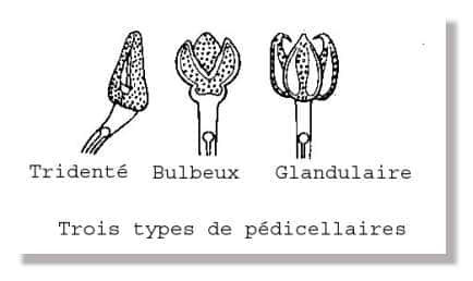 Les trois types de pédicellaires des oursins. © Dessin Philippe Mespoulhé