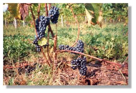 La taille des grappes de raisin varie selon les cépages... et les années.