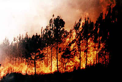 La faune et la flore subissent de plein fouet l'impact d'un feu de forêt, les sapeurs-pompiers se retrouvent aussi en première ligne.
