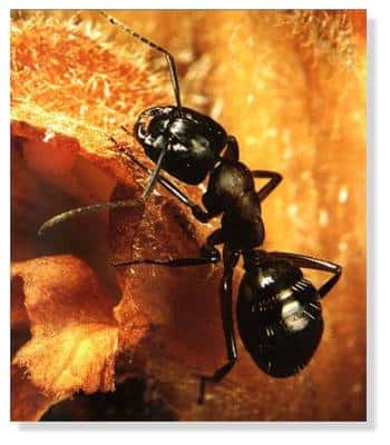 Les fourmis peuvent occasionner des morsures avec leurs mandibules. © DR