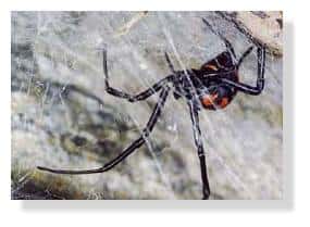 Une araignée « veuve noire » ou <em>Latrodectus mactans tredecimguttatus</em>. © U. Marinu, Norbert Verneau