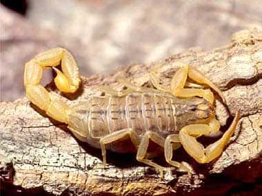 Mesobuthus gibbosus est une espèce de scorpion rencontrée en Syrie, Turquie, Grèce, Albanie, Bulgarie, Macédoine, Serbie et Monténégro. © Dietmar Huber