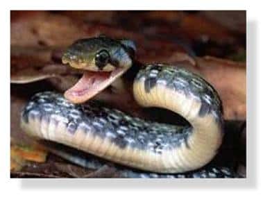 Les morsures les plus fréquentes n'impliquent pas des serpents « exotiques » mais des vipères. © DR