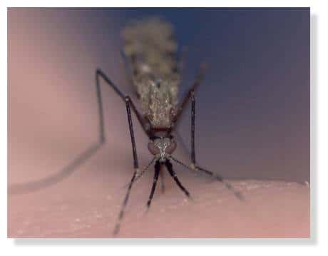 Comment se protéger des piqûres de moustiques ? © Institut Pasteur