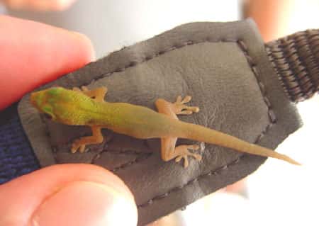 Gecko Phelsuma laticaude &copy; Philippe Mespoulhé
