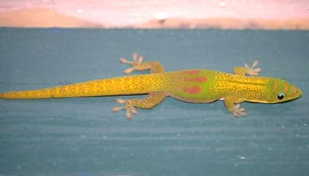 Gecko ou Margouillat &copy; Philippe Mespoulhé