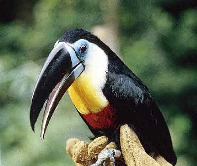 Le toucan ariel a le bec noir, le tour de l'œil bleu, la gorge blanche, jaune et rouge. © Paul Siffert, Gepog
