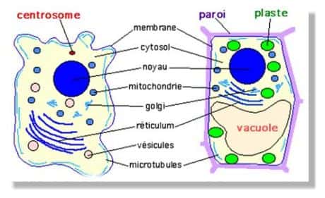Figure 3 - Cellule animale (à gauche) et cellule végétale (à droite).  Les éléments colorés en bleu (membrane plasmique, noyau, mitochondries, réticulum endoplasmique, appareil de Golgi, cytosquelette) sont communs aux deux types cellulaires qui se distinguent par l'existence dans la cellule animale du centrosome ( en rouge), et dans la cellule végétale des plastes (en vert), de la vacuole (en rose), et de la paroi (en violet). 