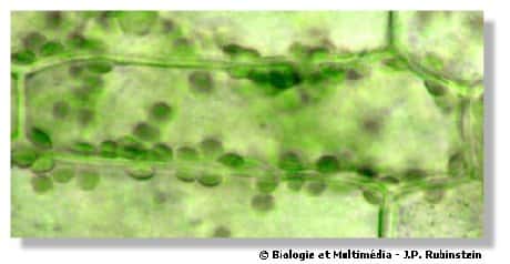 Figure 4 - Observation "in vivo" d'une cellule d'élodée du Canada. On distingue bien la paroi des cellules et, dans le cytoplasme, les chloroplastes verts. Les espaces clairs correspondent à la vacuole. Par contre, on ne distingue ici ni la membrane plasmique ni le noyau.