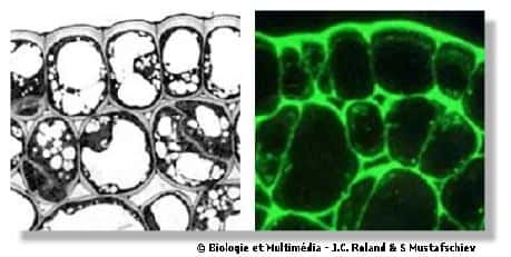  Figures 5 et 6 - Microscopie photonique.  Deux photographies en microscopie photonique d'une coupe transversale d'une jeune tige de soja. A gauche, une technique topographique qui permet de connaître l'organisation générale des cellules. A droite, une technique d'immuno-cytochimie qui en utilisant des anticorps dirigés contre des pectines et marqués par de la fluorescéine, permet de localiser avec précision les pectines. On constate que ces substances se trouvent dans toutes les parois cellulaires mais que, de plus, elles apparaissent au niveau de vésicules dans les cytoplasmes, ce qui permet de réfléchir scientifiquement à leur mode de synthèse et de sécrétion