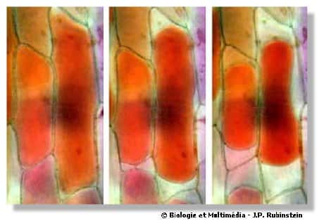 Figure 9 - Turgescence cellulaire (à gauche) et plasmolyse (à droite). La vacuole (en rouge) représente la presque totalité du volume de ces cellules de pétale de tulipe. Selon les conditions du milieu (ici la présence d&#039;une solution de sucre), la vacuole perd de l&#039;eau et modifie considérablement sa taille. Dans certaines limites, ces modifications sont réversibles 
