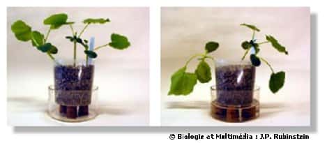  Figure 10 - Turgescence (à gauche) et fanaison (à droite) d'une jeune plante de Potimarron. La fanaison est obtenue lors d'une déficience en eau mais elle est réversible lors d'un apport d'eau si le point de non retour n'est pas atteint 