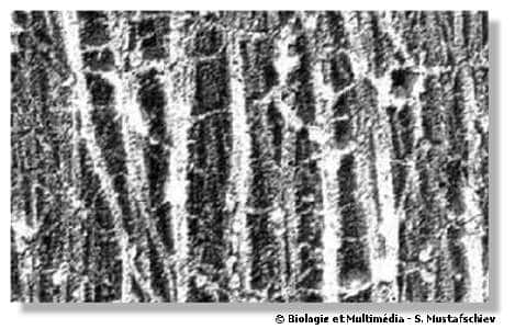  Figure 11 - Paroi cellulaire en microscopie électronique. Observation après une fracture à froid et un contraste négatif d'une paroi de soja. On observe les microfibrilles parallèles de cellulose et on devine des liens inter-fibrillaires dus à d'autres constituants.
