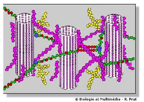  Figure 12 - Architecture schématique de la paroi. Entre les microfibrilles de cellulose qui constituent la trame, des molécules d'hémicelluloses (ici, xyloglucanes en violet) assurent les liens. D'autres molécules très complexes (pectines en jaune, vert et rouge) constituent le reste de la matrice.