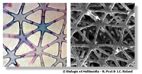 Figures 13 et 14 - cellules étoilées de la moëlle de jonc, un exemple remarquable de morphologie cellulaire.Observations en microscopie photonique (à gauche) et en microscopie électronique à balayage (à droite). Par leur forme remarquable, ces cellules, liées entre elles, constituent un échafaudage solide et très léger et maintiennent un grand espace empli de gaz nécessaire à cette plante semi-aquatique. 