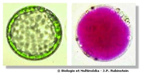 Figure 15 et 16 - Protoplastes isolés à partir de parenchyme chlorophyllien d'une feuille de poireau (à gauche) et d'épiderme d'une feuille de chou rouge à (droite). 