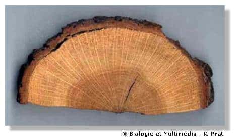  Figure 17 - Coupe transversale d'un tronc de chêne. On distingue le bois réparti en cercles concentriques, partagé par des files radiales plus claires et au tour, l'écorce.