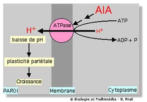 Figure 25 - Schéma très simplifié de l'action de l'auxine sur la croissance cellulaire. L'auxine (AIA) par l'intermédiaire de récepteurs hormonaux, stimule une ATPase membranaire qui provoque la sortie de protons (H+) ves l'extérieur (dans la paroi cellulaire). Cette action provoque une baisse de pH qui augmente la plasticité de la paroi cellulaire. Cette plasticité est une potentialité qui ne se réalise que si une force intervient.
