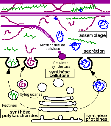 Figure 26 - Voies de synthèse de la paroi cellulaire. Les fibrilles de cellulose sont fabriquées au niveau de la membrane plasmique par des celluloses synthétases. Elles s'assemblent dans la paroi avec les fibrilles prééxistantes selon une architecture particulière. Les autres polysaccharides (ici les pectines et les xyloglucanes) sont synthétisés dans des vésicules golgiennes puis exportés dans par exocytose. Il en est de même des enzymes de synthèse ou de transformation de ces polysaccharides.