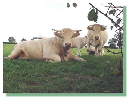 La génomique et la viande bovine