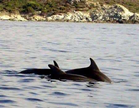 <br />Grands dauphins <br />&copy; WWW.Fr - Tous droits de reproduction interdit  